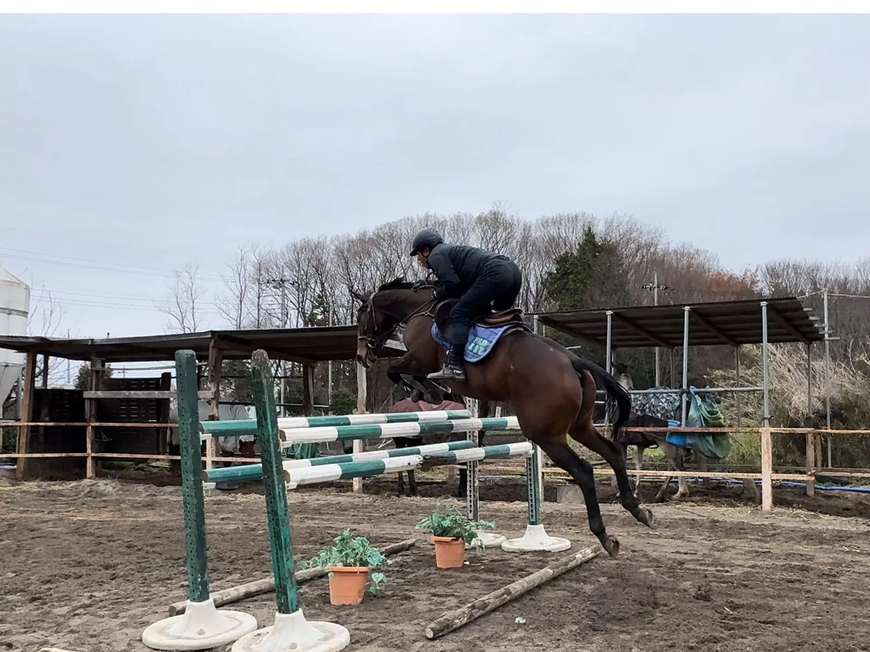 謹賀新年　栃の葉乗馬クラブ